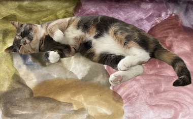 Eine Collage von einer entspannt liegenden Katze, die ihren sehr weichen Bauch zeigt, vor einem grün, lila, bräunlich gemalten Hintergrund.