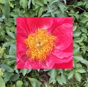 Fotosound281