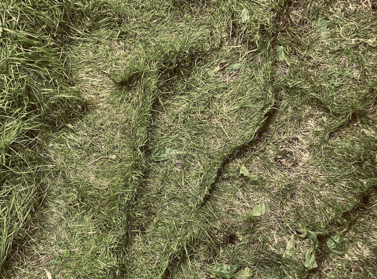 Eine Collage von einer entspannt liegenden Katze, die ihren sehr weichen Bauch zeigt, vor einem grün, lila, bräunlich gemalten Hintergrund.